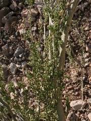 Mortonia scabrella