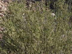 Mortonia scabrella