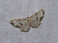 Monocerotesa connexa