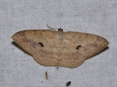 Luxiaria tephrosaria