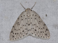 Naxidia punctata