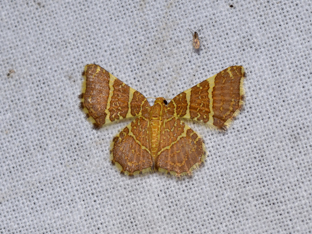 Hastina pluristrigata