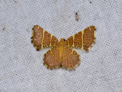 Hastina pluristrigata