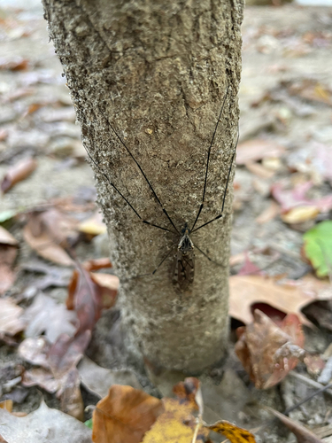 Unknown species found near Ox Rd, Fairfax Station, VA, US