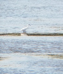 Egretta garzetta