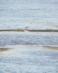 Egretta garzetta
