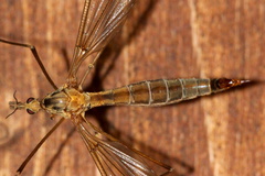 Tipula cava