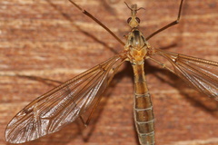 Tipula cava