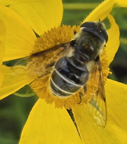 Unknown species found near Horton, KS 66439, USA