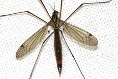 Nephrotoma cornicina