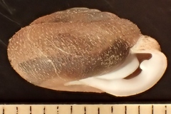 Inflectarius inflectus