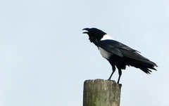 Corvus albus