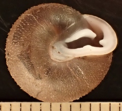 Inflectarius inflectus