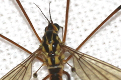 Nephrotoma cornicina