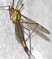 Nephrotoma cornicina