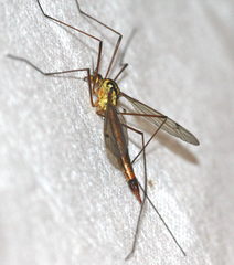 Nephrotoma cornicina