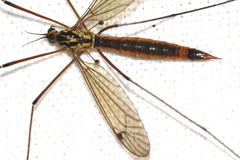 Nephrotoma cornicina