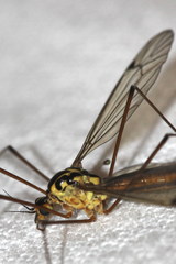 Nephrotoma cornicina