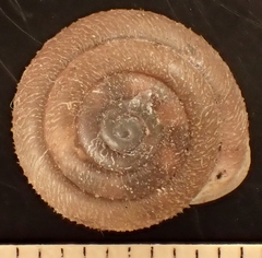 Inflectarius inflectus