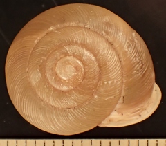 Neohelix divesta