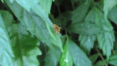 Choreutis amethystodes
