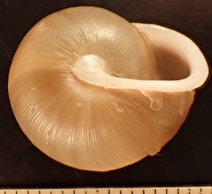 Neohelix divesta
