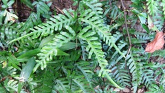 Pteris dispar
