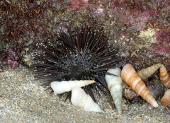 Echinodermata