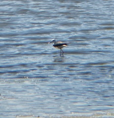 Himantopus himantopus