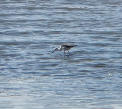 Himantopus himantopus