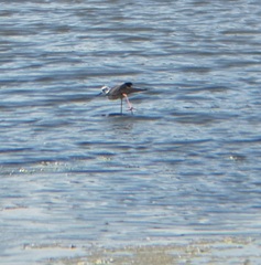 Himantopus himantopus