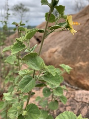 Hibiscus subreniformis