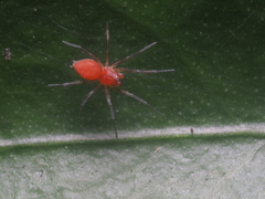 Anaxibia pictithorax