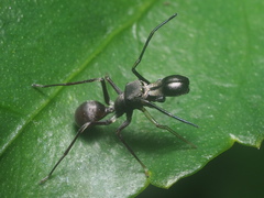 Myrmarachne jacksoni