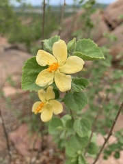 Hibiscus subreniformis
