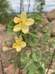 Hibiscus subreniformis