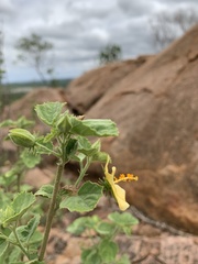 Hibiscus subreniformis