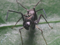 Myrmarachne jacksoni