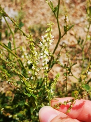 Melilotus albus