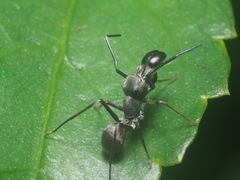 Myrmarachne jacksoni