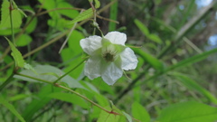 Rubus cardotii