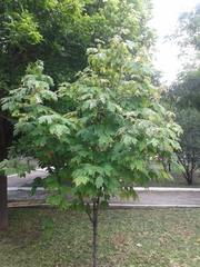 Acer binzayedii