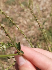 Melilotus albus