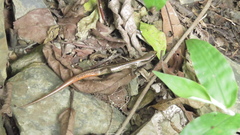 Scincella formosensis