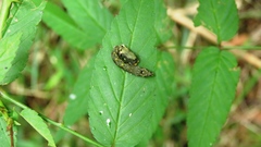 Thyatira batis formosicola