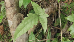 Tectaria phaeocaulis