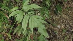 Tectaria phaeocaulis