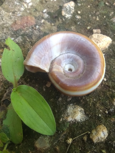 Giant Ramshorn Snail