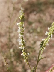 Melilotus albus