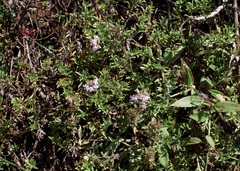 Thymus linearis, photograph (c) Dr. Alexey Yakovlev, some rights reserved (CC BY)